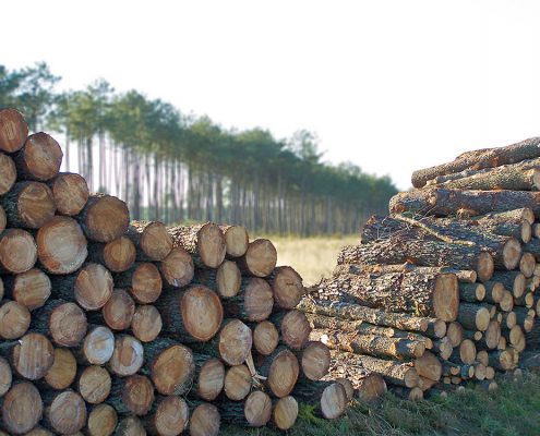 Gascogne est un groupe, intégré dans la filière bois – papier – emballage